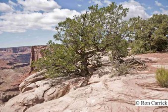 Enlarge photo 251