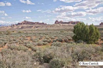 Enlarge photo 99