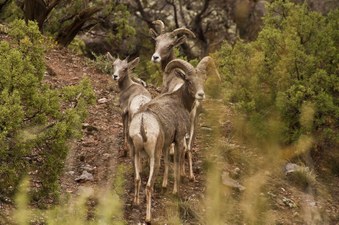 2011 Desert Big Horn Sheep