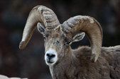 2016 Desert Big Horns 