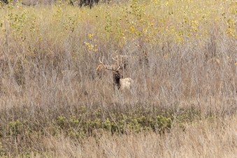 Enlarge photo 29