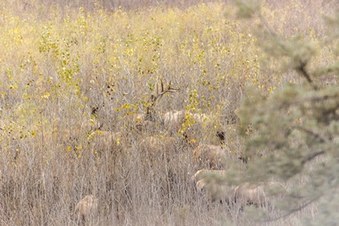Enlarge photo 37