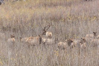 Enlarge photo 52