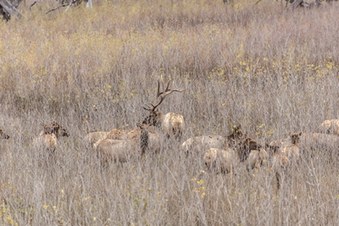 Enlarge photo 54