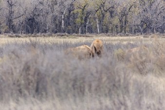 Enlarge photo 84