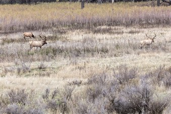 Enlarge photo 121