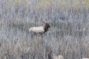 Enlarge photo 154