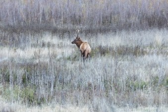 Enlarge photo 155