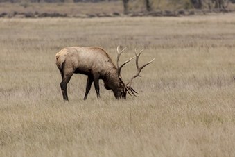 2016 Elk in Montana