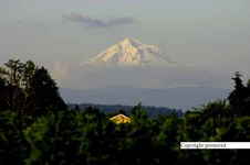 Enlarge photo 96