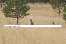 Enlarge photo 84
