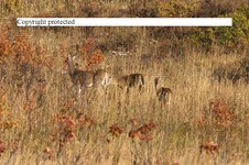 Enlarge photo 86