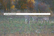Enlarge photo 94