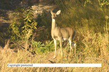 Enlarge photo 92