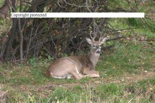 Enlarge photo 83