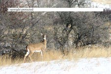 Enlarge photo 80
