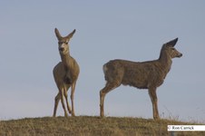 Enlarge photo 117