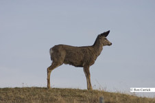 Enlarge photo 118