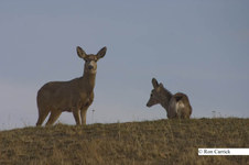 Enlarge photo 119