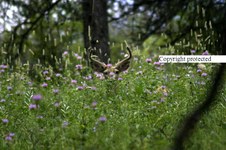 Enlarge photo 111