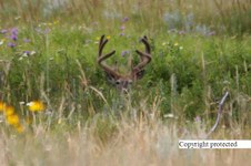Enlarge photo 112