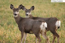 All Deer - 2 Antelope