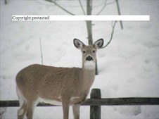 Enlarge photo 76