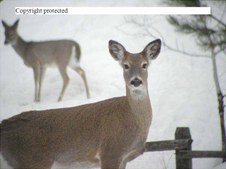Enlarge photo 78
