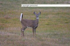 Enlarge photo 62