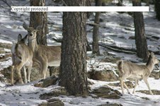 Enlarge photo 102