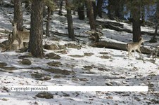 Enlarge photo 103