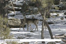Enlarge photo 104