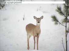 Enlarge photo 56