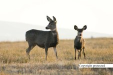 Enlarge photo 33