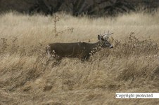 Enlarge photo 36