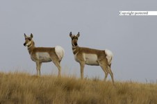 Enlarge photo 116