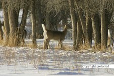 Enlarge photo 35