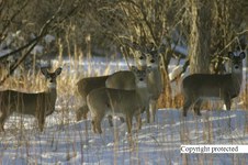 Enlarge photo 34