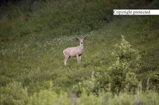 Enlarge photo 109