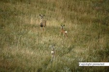 Enlarge photo 124