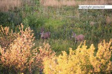 Enlarge photo 122