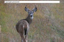 Enlarge photo 58