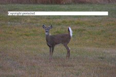 Enlarge photo 59