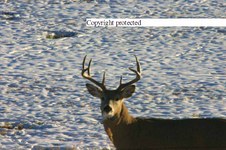 Enlarge photo 65