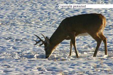 Enlarge photo 67