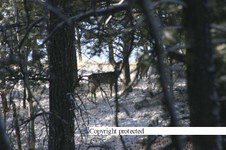Enlarge photo 114