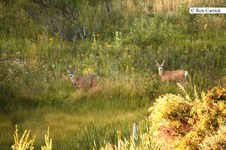 Enlarge photo 120