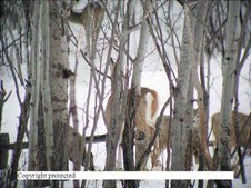 Enlarge photo 48