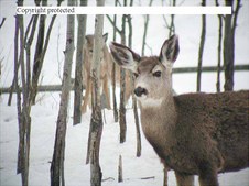 Enlarge photo 50