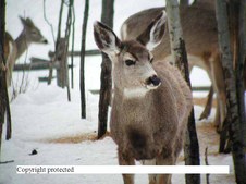 Enlarge photo 53